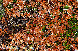 Immergrüne Bärentraube (Arctostaphylos uva-ursi) (F210082)