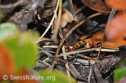 Geringelte Mordwanze (Rhynocoris annulatus) (F210085) Geringelte Mordwanze (Rhynocoris annulatus) (F210085)