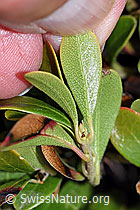Immergrüne Bärentraube (Arctostaphylos uva-ursi) (F210086)