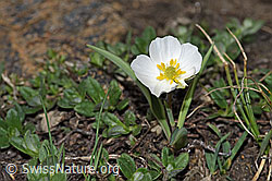 Pyrenäen-Hahnenfuss (Ranunculus kuepferi) (21.05.2022, F210099)