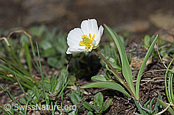 Pyrenäen-Hahnenfuss (Ranunculus kuepferi) (21.05.2022, F210101)