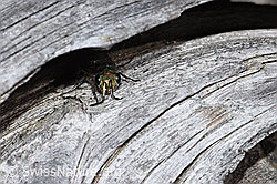 Chrysura hirsuta (Goldwespe) (F210182) Chrysura hirsuta (Goldwespe) (F210182)