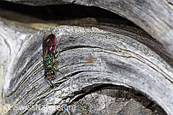 Chrysura hirsuta (Goldwespe) (F210187) Chrysura hirsuta (Goldwespe) (F210187)