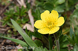 Gemeine Berg-Nelkenwurz (Geum montanum) (21.05.2022, F210198)