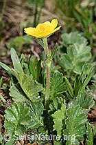Gemeine Berg-Nelkenwurz (Geum montanum) (21.05.2022, F210201)