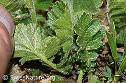 Gemeine Berg-Nelkenwurz (Geum montanum) (F210203) Gemeine Berg-Nelkenwurz (Geum montanum) (F210203)