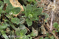 Rotbeinige Furchenbiene (Halictus rubicundus) (F210225)