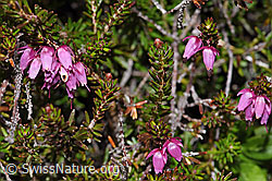 Foto: Erika (Erica carnea)