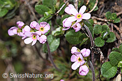 Fleischroter Mannsschild (Androsace puberula) (21.05.2022, F210263)
