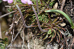 Fleischroter Mannsschild (Androsace puberula) (F210264) Fleischroter Mannsschild (Androsace puberula) (F210264)