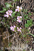 Fleischroter Mannsschild (Androsace puberula) (21.05.2022, F210267)