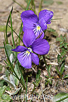 Langsporniges Stiefmütterchen (Viola calcarata) (21.05.2022, F210293)