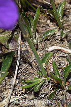 Viola calcarata (F210294)