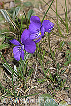 Langsporniges Stiefmütterchen (Viola calcarata) (21.05.2022, F210295)