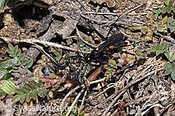 Foto: Frühlings-Wegwespe (Anoplius viaticus) mit Bärtiger Scheintarantel (Alopecosa accentuata)