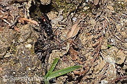 Foto: Frühlings-Wegwespe (Anoplius viaticus) mit Bärtiger Scheintarantel (Alopecosa accentuata)
