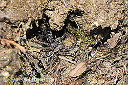 Foto: Frühlings-Wegwespe (Anoplius viaticus) mit Bärtiger Scheintarantel (Alopecosa accentuata)