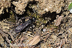 Foto: Frühlings-Wegwespe (Anoplius viaticus) mit Bärtiger Scheintarantel (Alopecosa accentuata)