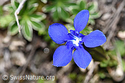 Frühlings-Enzian (Gentiana verna) (21.05.2022, F210347)