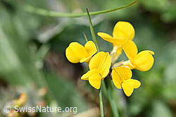 Foto: Schopfiger Hufeisenklee (Hippocrepis comosa)