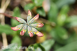 Foto: Schopfiger Hufeisenklee (Hippocrepis comosa)