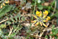 Foto: Schopfiger Hufeisenklee (Hippocrepis comosa)