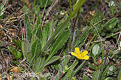 Gemeines Brillenschötchen (Biscutella laevigata) (F210383) Gemeines Brillenschötchen (Biscutella laevigata) (F210383)