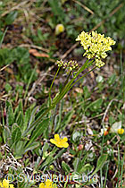 Gemeines Brillenschötchen (Biscutella laevigata) (F210386) Gemeines Brillenschötchen (Biscutella laevigata) (F210386)