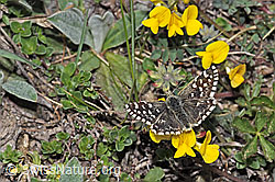 Schopfiger Hufeisenklee (Hippocrepis comosa)
