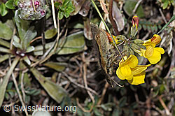 Foto: Kleiner Südlicher Würfelfalter (Pyrgus malvoides) auf Schopfigem Hufeisenklee (Hippocrepis comosa)