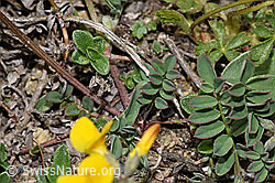 Foto: Schopfiger Hufeisenklee (Hippocrepis comosa)