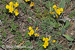 Foto: Schopfiger Hufeisenklee (Hippocrepis comosa)