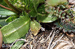 Bewimperte Gänsekresse (Arabis ciliata) (F210433) Bewimperte Gänsekresse (Arabis ciliata) (F210433)