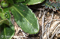 Bewimperte Gänsekresse (Arabis ciliata) (F210434) Bewimperte Gänsekresse (Arabis ciliata) (F210434)