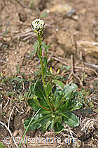 Bewimperte Gänsekresse (Arabis ciliata) (F210435) Bewimperte Gänsekresse (Arabis ciliata) (F210435)