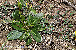 Bewimperte Gänsekresse (Arabis ciliata) (F210437) Bewimperte Gänsekresse (Arabis ciliata) (F210437)