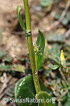 Bewimperte Gänsekresse (Arabis ciliata) (F210439) Bewimperte Gänsekresse (Arabis ciliata) (F210439)