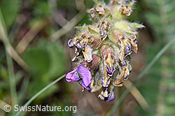 Foto: Samtiger Haller-Spitzkiel (Oxytropis halleri ssp. velutina)