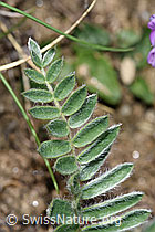 Foto: Samtiger Haller-Spitzkiel (Oxytropis halleri ssp. velutina)