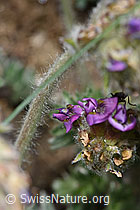 Foto: Samtiger Haller-Spitzkiel (Oxytropis halleri ssp. velutina)
