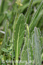 Gemeines Brillenschötchen (Biscutella laevigata) (F210474) Gemeines Brillenschötchen (Biscutella laevigata) (F210474)