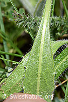 Gemeines Brillenschötchen (Biscutella laevigata) (F210477) Gemeines Brillenschötchen (Biscutella laevigata) (F210477)