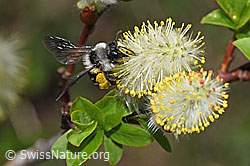 Foto: Graue Sandbiene (Andrena cineraria) an Sal-Weide (Salix caprea)