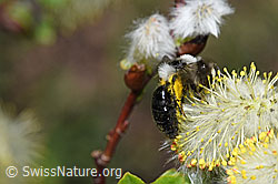 Foto: Graue Sandbiene (Andrena cineraria) an Sal-Weide (Salix caprea)