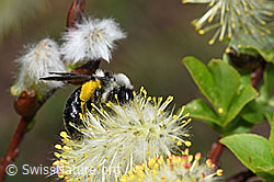 Foto: Graue Sandbiene (Andrena cineraria) an Sal-Weide (Salix caprea)