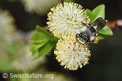 Foto: Graue Sandbiene (Andrena cineraria) an Sal-Weide (Salix caprea)