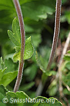 Gemeine Berg-Nelkenwurz (Geum montanum) (F210517)