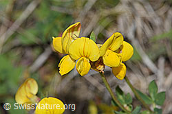 Gewöhnlicher Hornklee (Lotus corniculatus) (F211785)