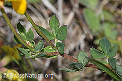 Gewöhnlicher Hornklee (Lotus corniculatus) (F211786)