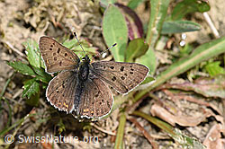 Brauner Feuerfalter (Lycaena tityrus) (F211795) Brauner Feuerfalter (Lycaena tityrus) (F211795)